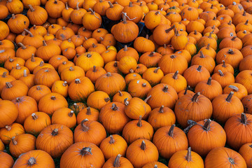 orange pumpkin freshly harvested, Cucurbita pepo
