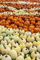 Fototapeta premium orange and white pumpkin varieties freshly harvested