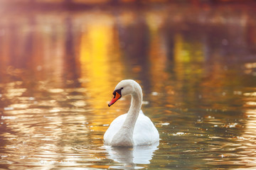 Naklejka premium White swan in profile on the water surface of the lake, in autumn colors. Beautiful reflections and glare of sunlight on the water