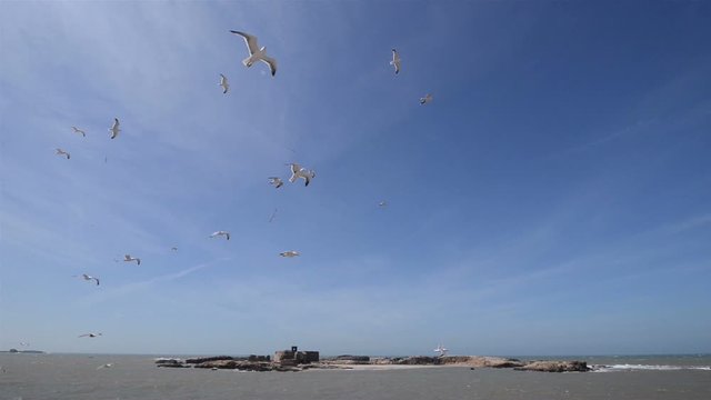 Seagulls hovering still against the wind below a blue sky on a sunny day with some clouds in Essouira, Morocco. An islet and the sea in the horizon.