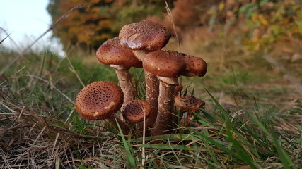 Mushrooms on a small road