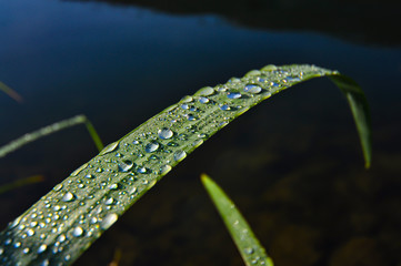 Rauhreif Wassertropfen auf Grashalm Sonnenlicht Diagonale Ufer Tautropfen Perlen Spiegelung...