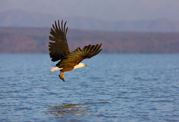 PIGARGO VOCINGLERO o AGUILA PESCADORA AFRICANA (Haliaeetus vocifer), Lago Baringo, Valle Gran Rift, Kenia, Africa