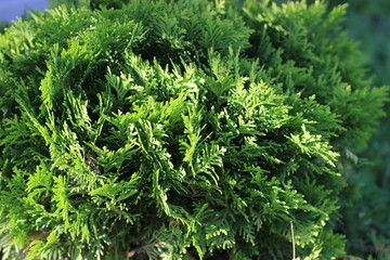 Naklejka na ściany i meble Beautiful branches of the thuja western, lit by the sun. Green twigs close up