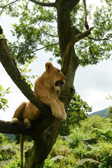 Obraz premium A lion on the tree