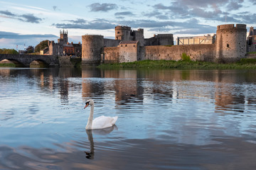 Swan on the Shannon river with King John's castle in the background. Limerick, Ireland. May, 2019