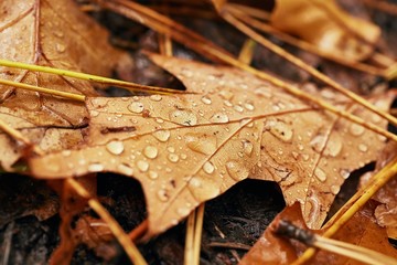 Fallen leaf with water drops after autumn rain