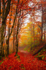 Naklejka premium Road through a golden foggy forest