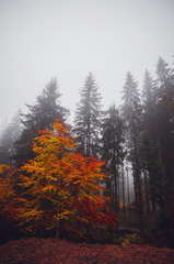 Golden forest with fog and warm light