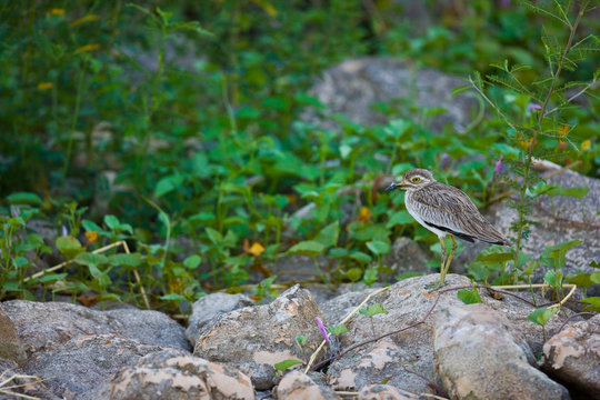ALCARAVAN (Burhinus oedicnemus)