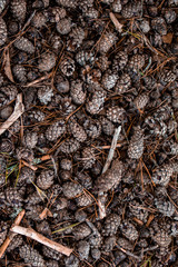  Pine cones