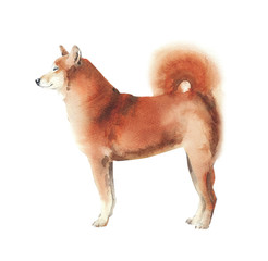 Dog watercolor illustration shiba inu breed pet animal isolated on white background - 293243141