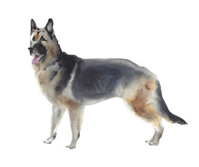 Dog watercolor illustration German shepherd breed pet animal isolated on white background