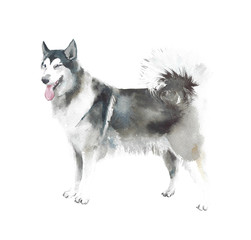 Dog watercolor illustration husky breed pet animal isolated on white background - 293243151