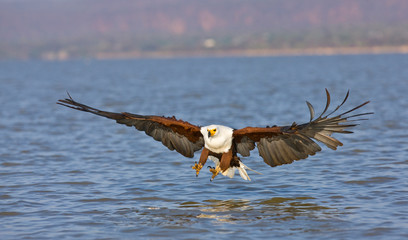 PIGARGO VOCINGLERO o AGUILA PESCADORA AFRICANA (Haliaeetus vocifer), Lago Baringo, Valle Gran Rift, Kenia, Africa