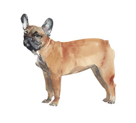 Dog watercolor illustration french bulldog breed pet animal isolated on white background - 293243172