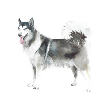 Dog watercolor illustration husky breed pet animal isolated on white background