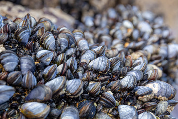 Wild blue mussels, Mytilus edulis, on the rocks in Cornwall, UK