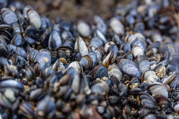 Wild blue mussels, Mytilus edulis, on the rocks in Cornwall, UK