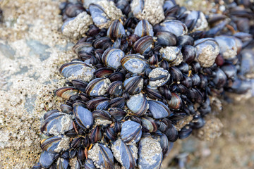 Wild blue mussels, Mytilus edulis, on the rocks in Cornwall, UK