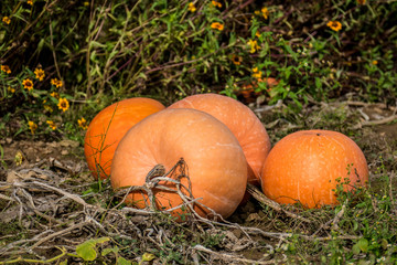 Fototapeta premium Kürbisse anbauen im Feld