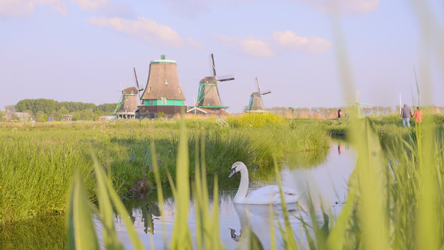 Swans at Windmills in Netherlands