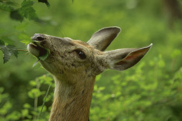 portrait of a young female deer enjoying a snack in a lush green forest