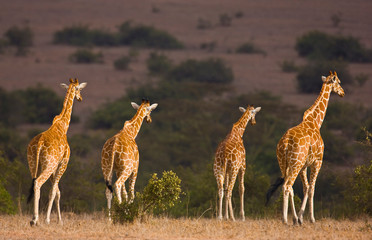 Jirafa reticulada, Kenia, Africa