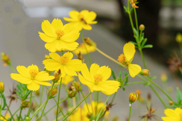 Sulfur Cosmos on tree in natural background. Close up Freshness Yellow Cosmos or Compositae flower with leaf on the road.