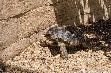 Desert Tortoise in Captivity