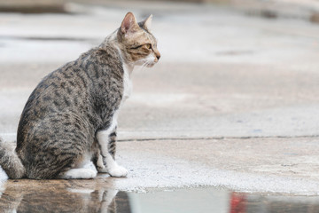 Grey and white cat sitting on the road with water after rainy while looking at something.  Animal wildlife at outdoor.