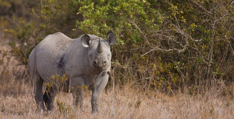 Rinoceronte negro, Reserva Solio Ranch, Kenia, Africa © JUAN CARLOS MUNOZ