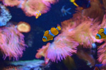 Saltwater fish tank with coral reefs, clown fish, and Cardinalfish
