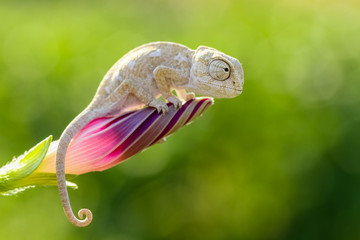 Closeup of the eyes of baby green chameleon, focus on eye