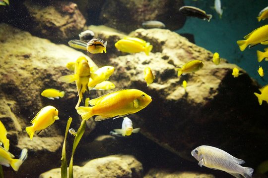 Multiple  lemon yellow lab fish swimming in zoo aquarium 