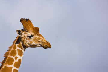 Jirafa reticulada, Kenia, Africa