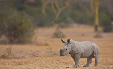Fototapeta premium Rinoceronte blanco, Reserva Solio Ranch, Kenia, Africa