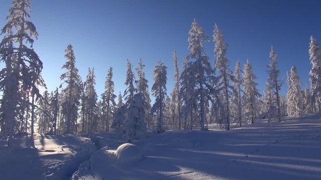 Winter. Morning. Frost. Snow. Taiga. larches are swung by wind. Panorama. Kolyma