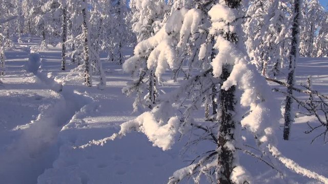 Winter. Morning. Frost. Snow. Taiga. Branches of larches are swung by wind. Kolyma