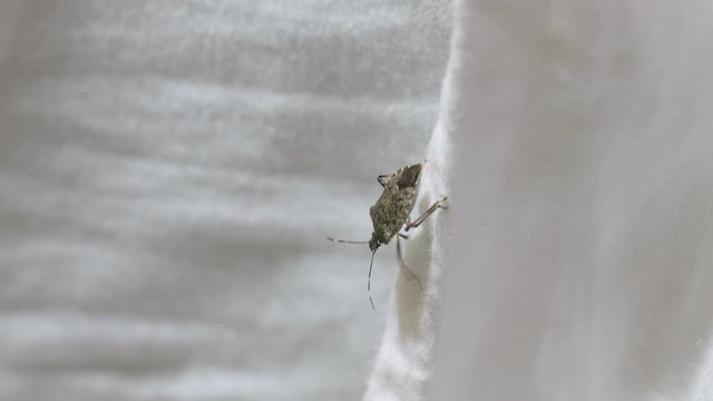 Stink bug crawling on a bed, high detail 4k