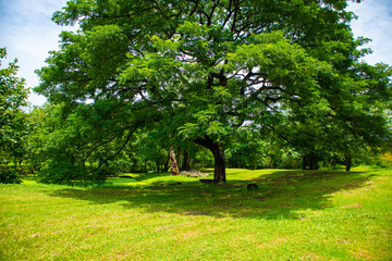 Nature large and green trees provide shade for people to relax