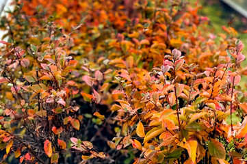 Flowerbed with red plants in autumn garden