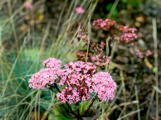 Inflorescense of pink flowers  in the autumn garden