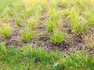 Green grass in the field closeup
