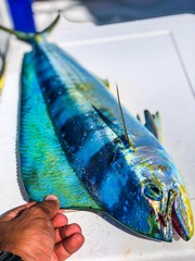 Mahi Mahi Fish - 293247562