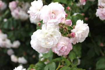 Obraz na płótnie Canvas close up of white roses