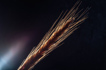 Spikelet of wheat on a black stone. Background, texture. Close-up