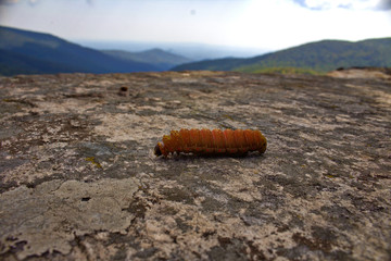 It's a Great Big World