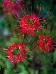abstract background with flowers