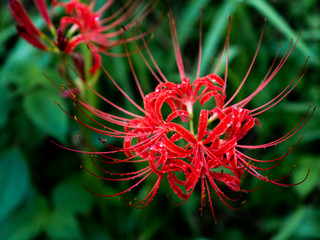 Fototapeta premium closeup of red flower